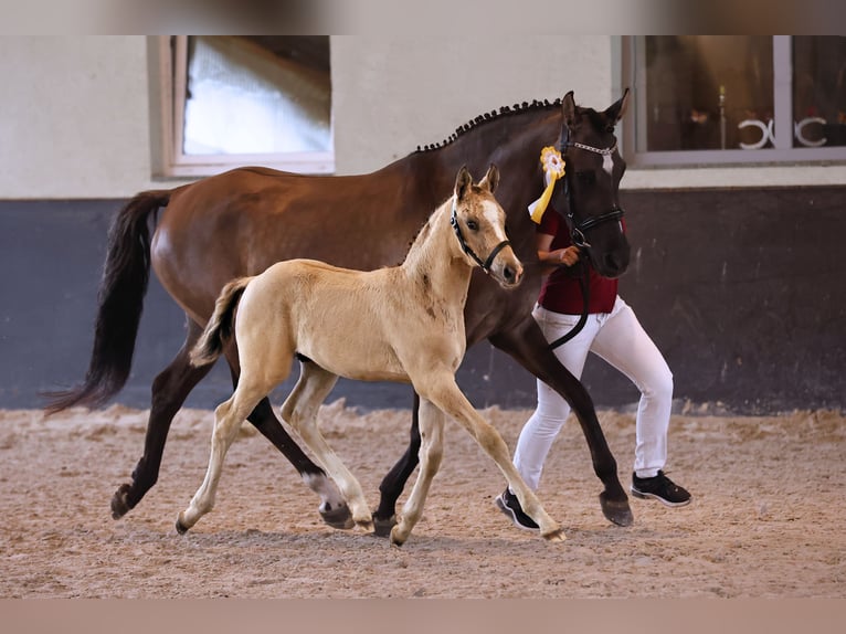 Poni alemán Semental Potro (05/2024) Champán in Kloster Lehnin