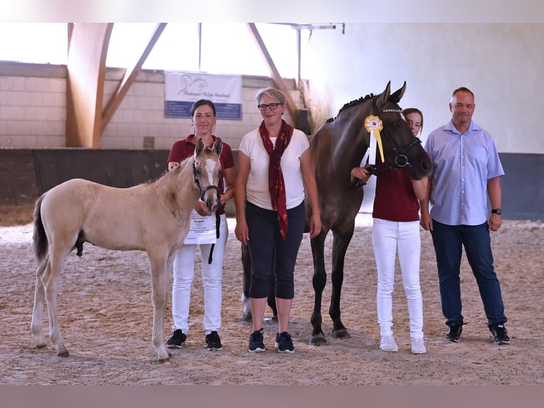 Poni alemán Semental Potro (05/2024) Champán in Kloster Lehnin