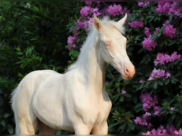 Poni alemán Semental Potro (03/2026) Cremello in Rehburg-Loccum Münchehagen