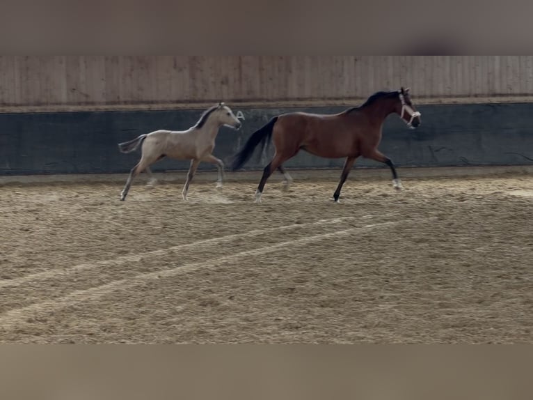 Poni alemán Semental Potro (02/2026)  in Schöppingen