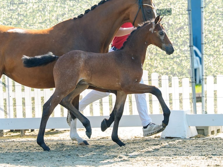 Poni alemán Semental Potro (05/2026) Musgo in Mnster-Handorf