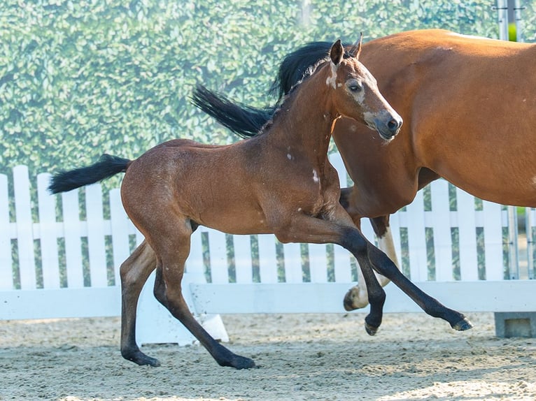 Poni alemán Semental Potro (05/2026) Musgo in Mnster-Handorf