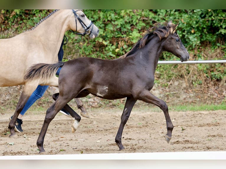 Poni alemán Semental Potro (01/2026) Negro in Bückeburg Scheie