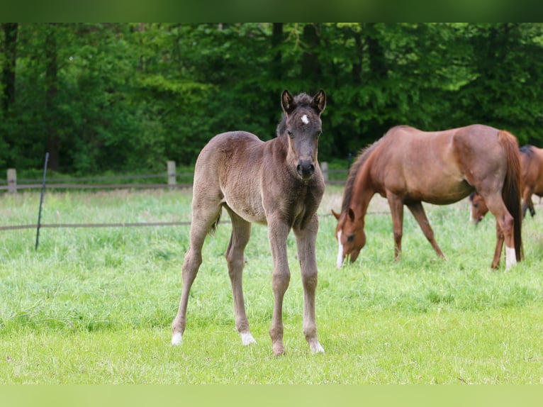 Poni alemán Semental Potro (04/2026) Negro in Wettringen