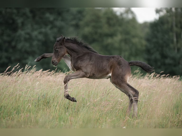 Poni alemán Semental Potro (05/2024) Negro in Buxtehude