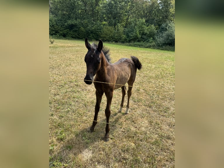 Poni alemán Semental Potro (05/2026) Negro in Walldürn