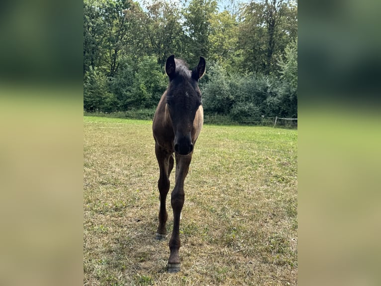 Poni alemán Semental Potro (05/2026) Negro in Walldürn