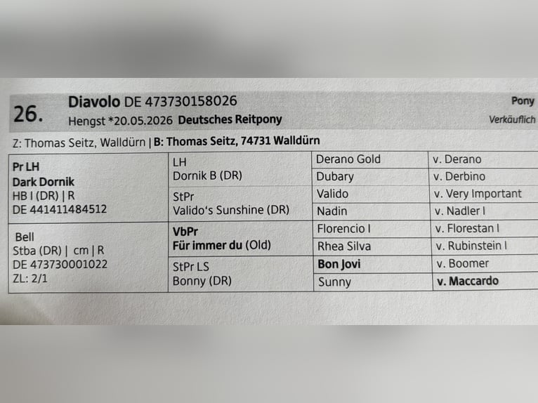 Poni alemán Semental Potro (05/2026) Negro in Walldürn