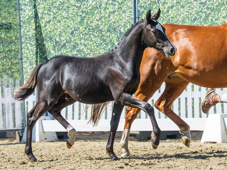 Poni alemán Semental Potro (03/2026) Negro in Mnster-Handorf