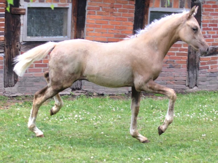 Poni alemán Semental Potro (04/2026) Palomino in Ritterhude