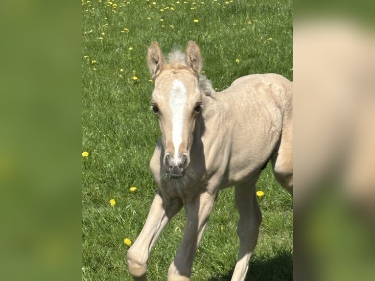 Poni alemán Semental  Palomino in Billerbeck