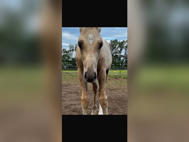 Poni alemán Semental Potro (05/2026) Palomino in Brünzow