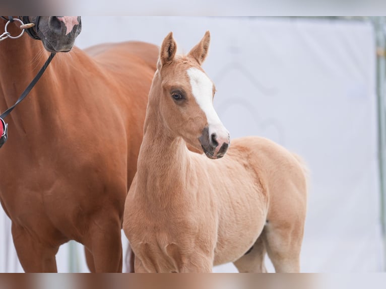 Poni alemán Semental Potro (03/2024) Palomino in Mettingen