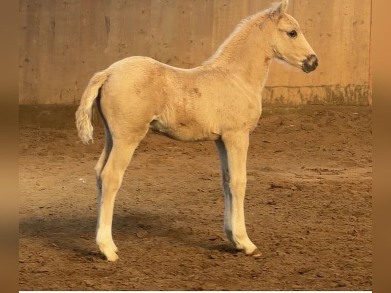 Poni alemán Semental Potro (01/2026) Palomino in Achim