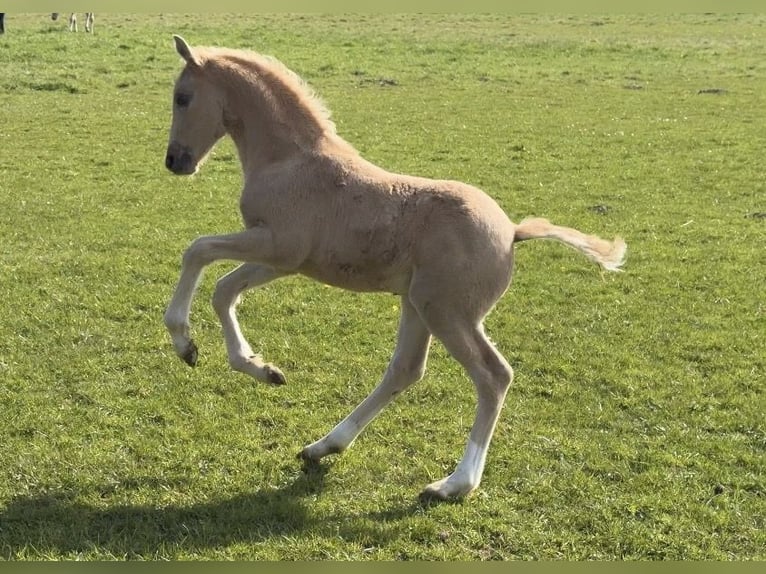 Poni alemán Semental Potro (03/2026) Palomino in Achim