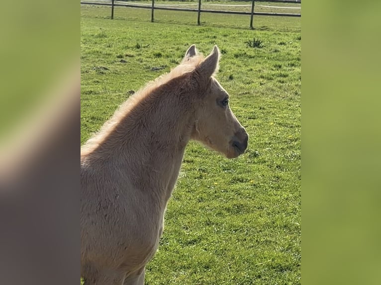 Poni alemán Semental Potro (03/2026) Palomino in Achim