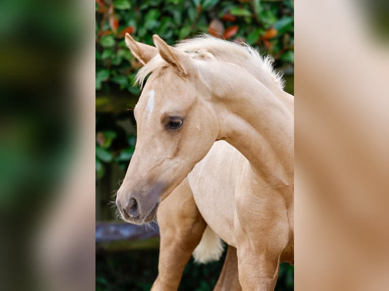 Poni alemán Semental Potro (06/2024) Palomino in Gersten