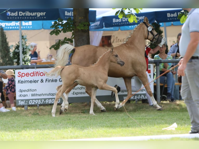 Poni alemán Semental Potro (05/2026) Palomino in Lübbecke