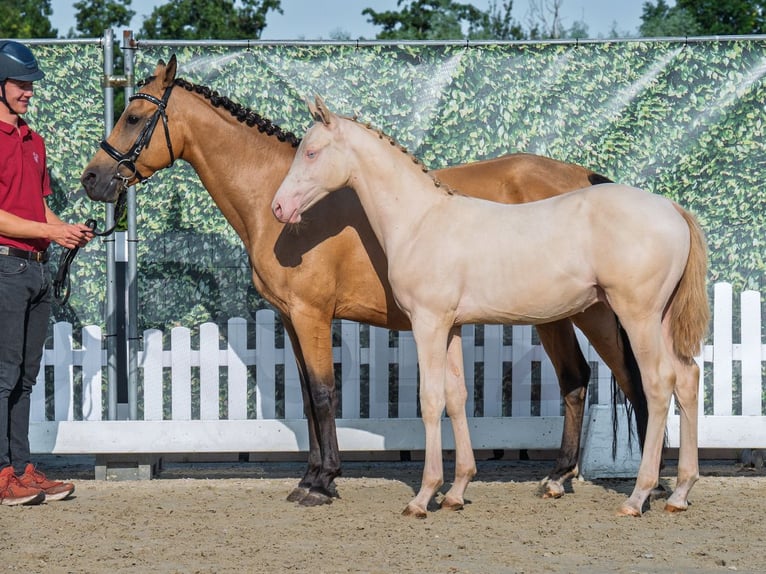 Poni alemán Semental Potro (04/2025) Palomino in M&#xFC;nster-Handorf