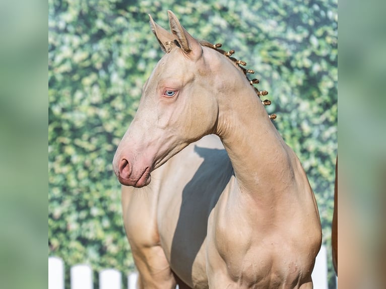 Poni alemán Semental Potro (04/2025) Palomino in M&#xFC;nster-Handorf