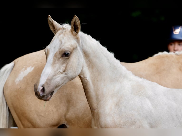 Poni alemán Semental Potro (03/2026) Palomino in Schwanewede