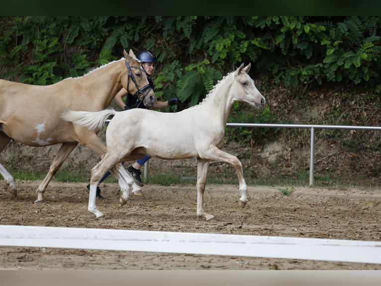 Poni alemán Semental Potro (03/2026) Palomino in Schwanewede