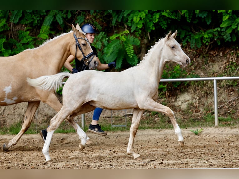 Poni alemán Semental Potro (03/2026) Palomino in Schwanewede