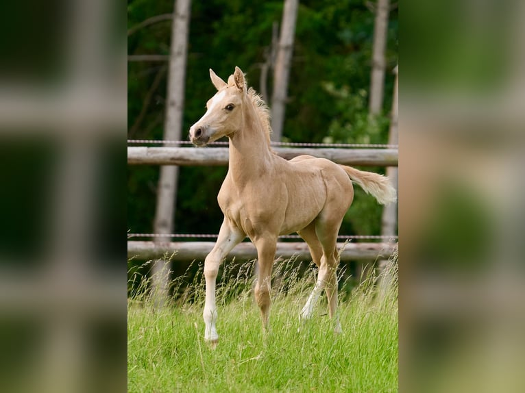 Poni alemán Semental  Palomino in M&#xFC;nster