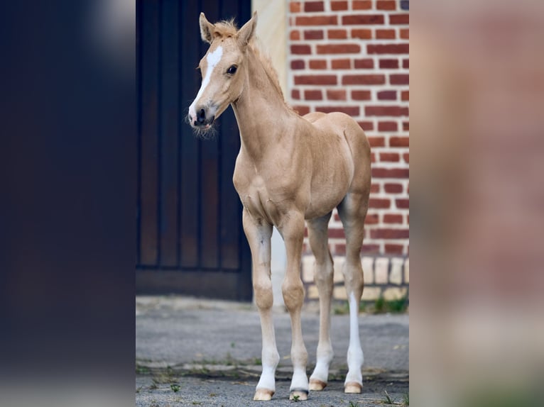 Poni alemán Semental  Palomino in M&#xFC;nster