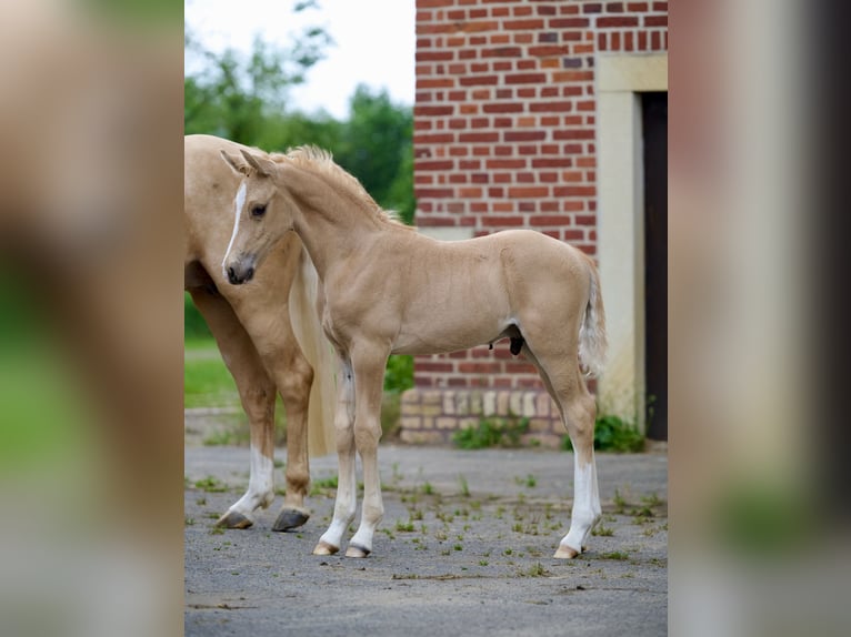 Poni alemán Semental  Palomino in M&#xFC;nster