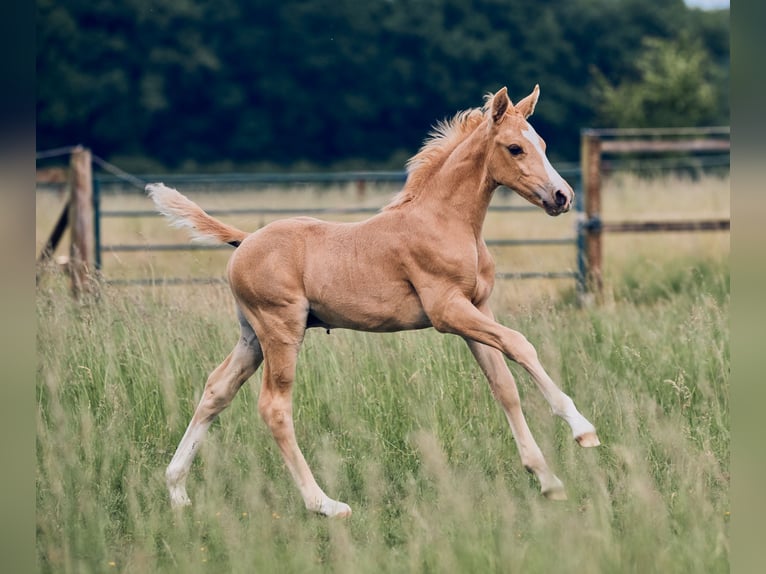 Poni alemán Semental  Palomino in M&#xFC;nster