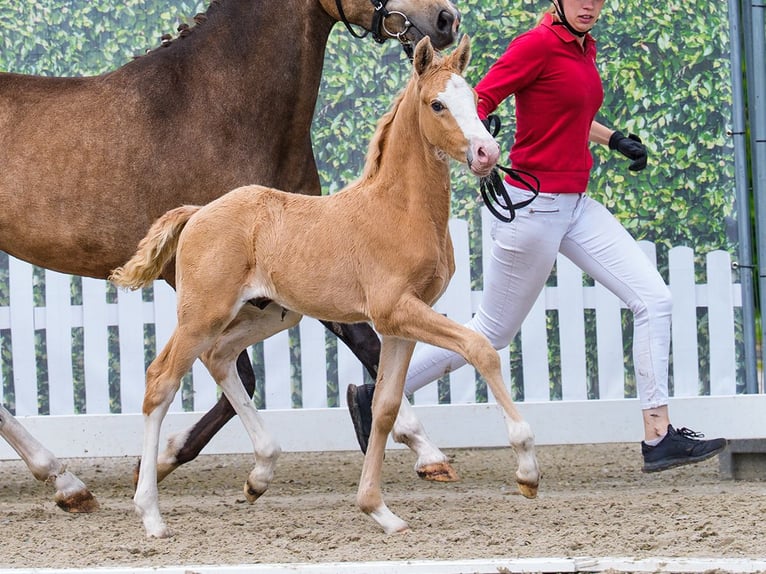 Poni alemán Semental Potro (04/2026) Palomino in Mnster-Handorf