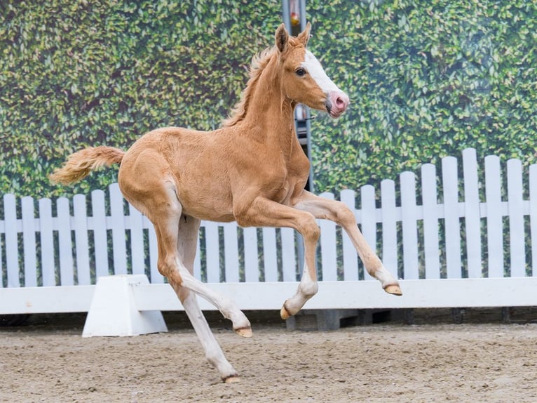 Poni alemán Semental Potro (04/2026) Palomino in Mnster-Handorf