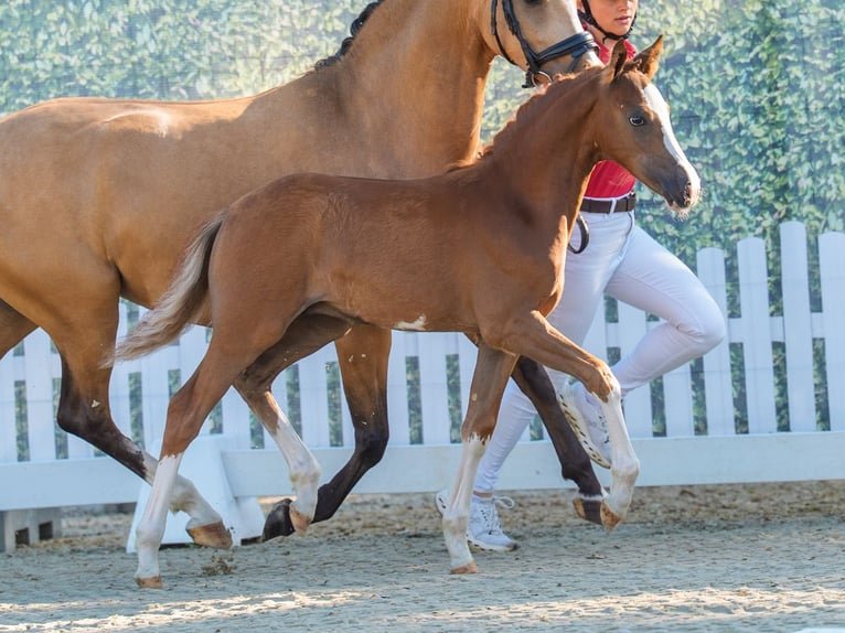 Poni alemán Semental Potro (04/2026) Red Dun/Cervuno in Mnster-Handorf