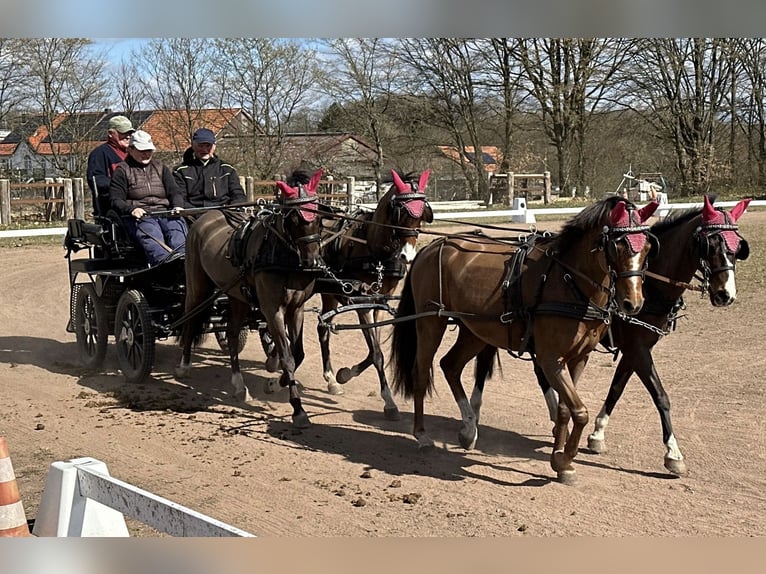 Poni alemán Yegua 10 años 134 cm Castaño in Wilnsdorf