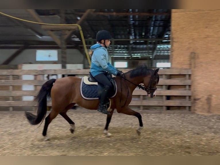 Poni alemán Yegua 10 años 134 cm Castaño in Wilnsdorf