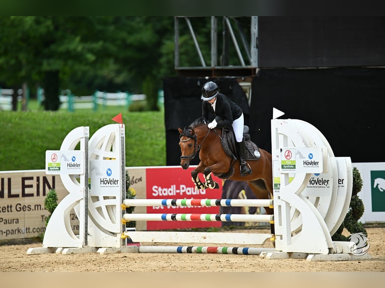 Poni alemán Yegua 10 años 135 cm Castaño in Wels