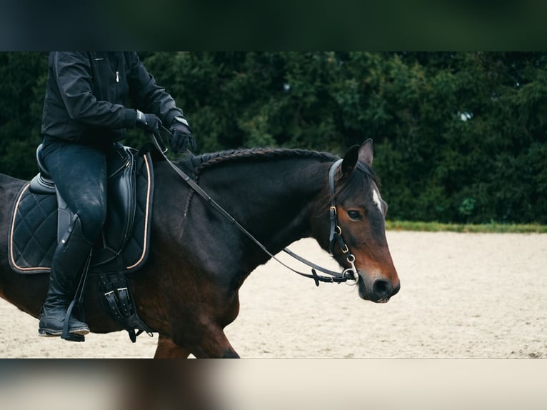 Poni alemán Yegua 10 años 140 cm Castaño in Burgstädt