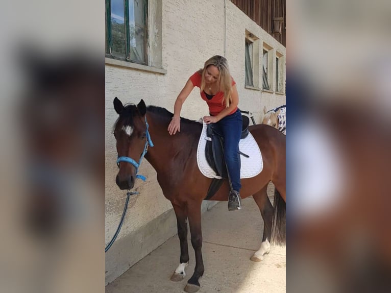 Poni alemán Mestizo Yegua 10 años 140 cm Castaño in Seubersdorf in der Oberpfalz