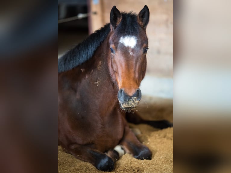 Poni alemán Mestizo Yegua 10 años 140 cm Castaño in Seubersdorf in der Oberpfalz