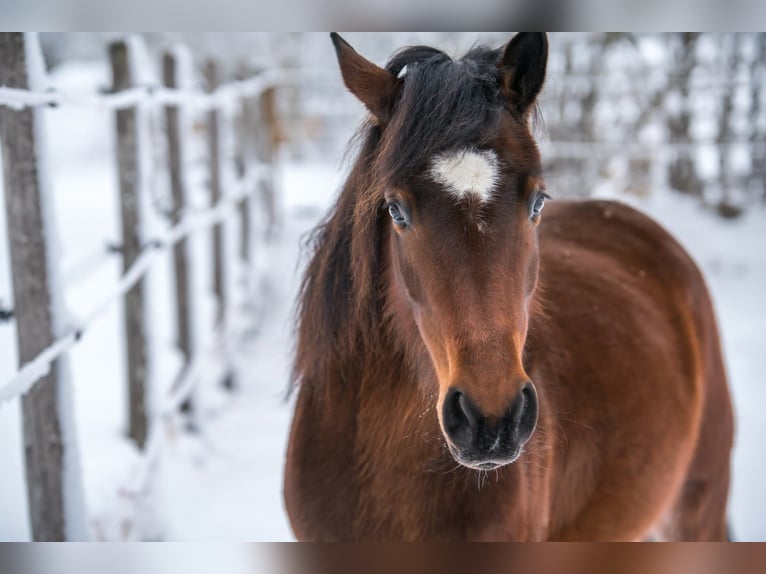 Poni alemán Mestizo Yegua 10 años 140 cm Castaño in Seubersdorf in der Oberpfalz