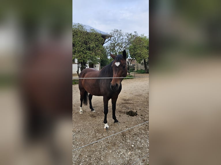 Poni alemán Mestizo Yegua 10 años 140 cm Castaño in Seubersdorf in der Oberpfalz