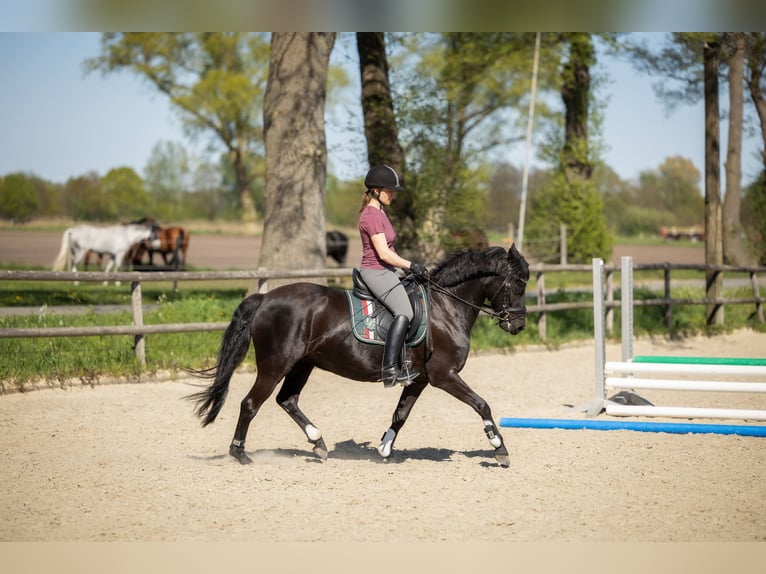 Poni alemán Yegua 10 años 140 cm Negro in Bremen