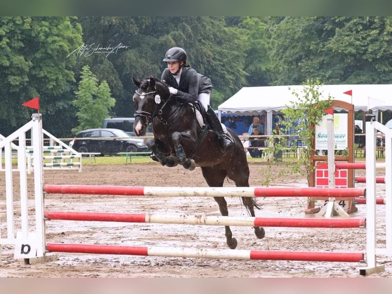 Poni alemán Yegua 10 años 142 cm Negro in Tessin