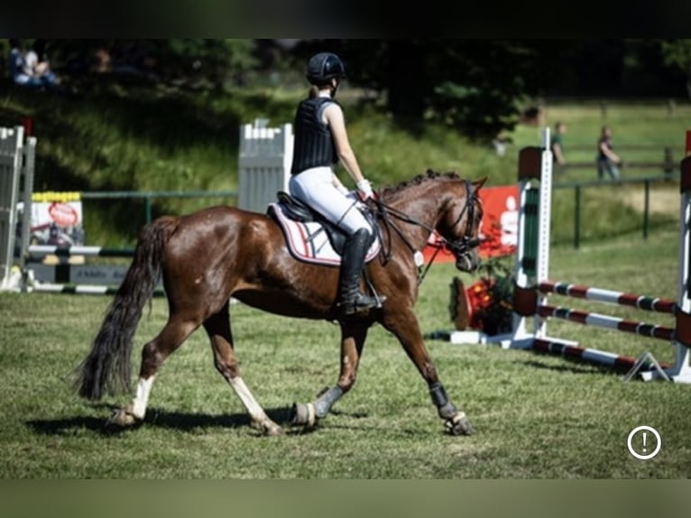 Poni alemán Yegua 10 años 144 cm Alazán-tostado in Wendeburg