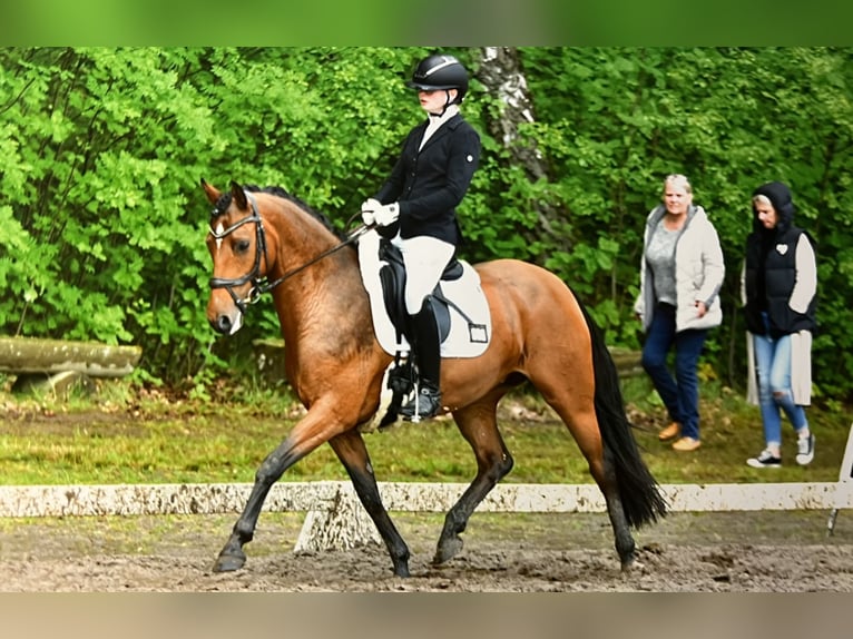 Poni alemán Yegua 10 años 145 cm Castaño in Soltau