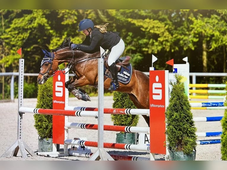 Poni alemán Yegua 10 años 145 cm Castaño in KrajaBleicherode