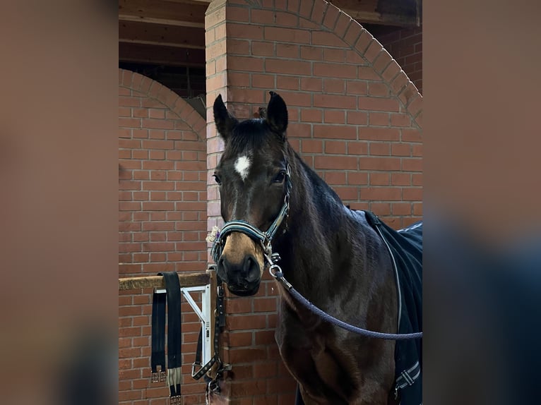 Poni alemán Yegua 10 años 145 cm Castaño oscuro in Szczecin