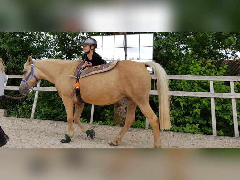 Poni alemán Yegua 10 años 145 cm Palomino in Hessisch Lichtenau