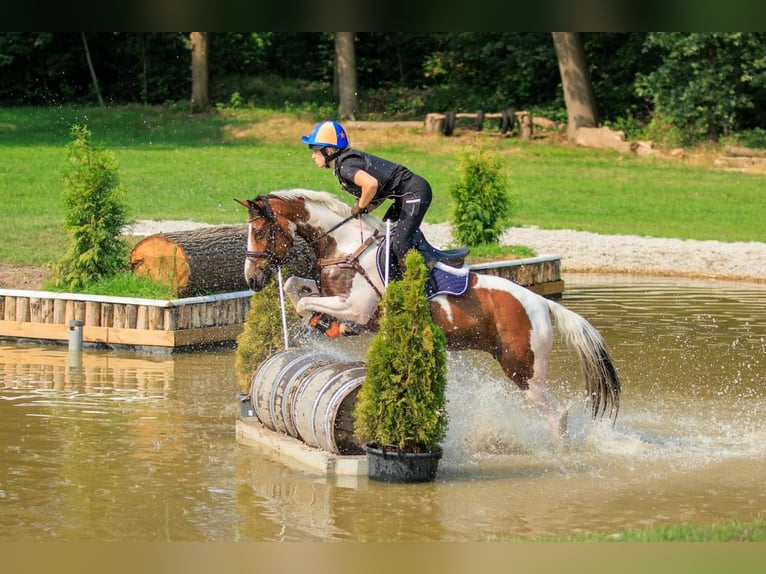 Poni alemán Yegua 10 años 145 cm Pío in Oirschot